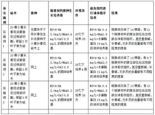 Establishment method of chimeric cell culture system obtained by grafting periwinkle with periwinkle