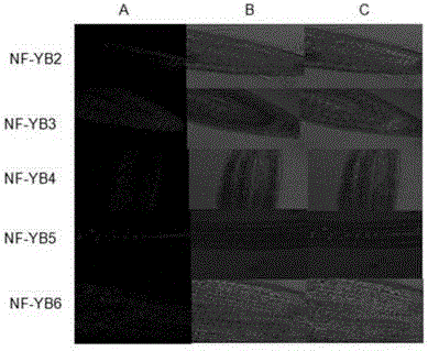 Application of genes in oilseed rape NF-YB gene family