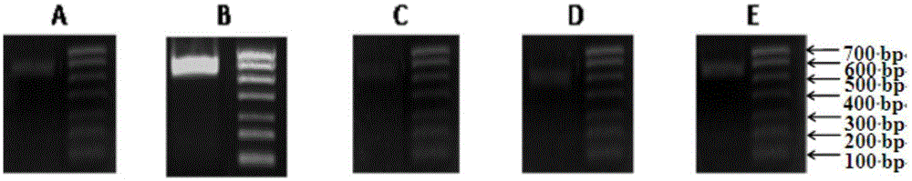 Application of genes in oilseed rape NF-YB gene family