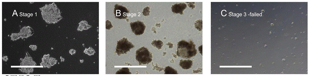 A rapid and direct method for inducing the differentiation of mouse embryonic stem cells into neuroepithelial cells