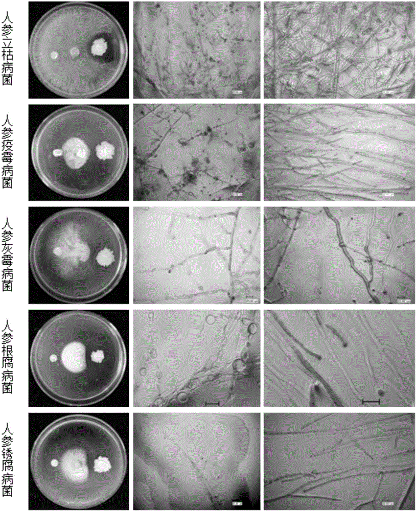 Biopesticide for ginseng seed and soil treatment and preparation method thereof