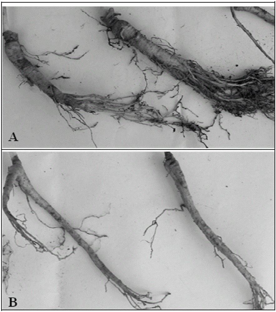 Biopesticide for ginseng seed and soil treatment and preparation method thereof