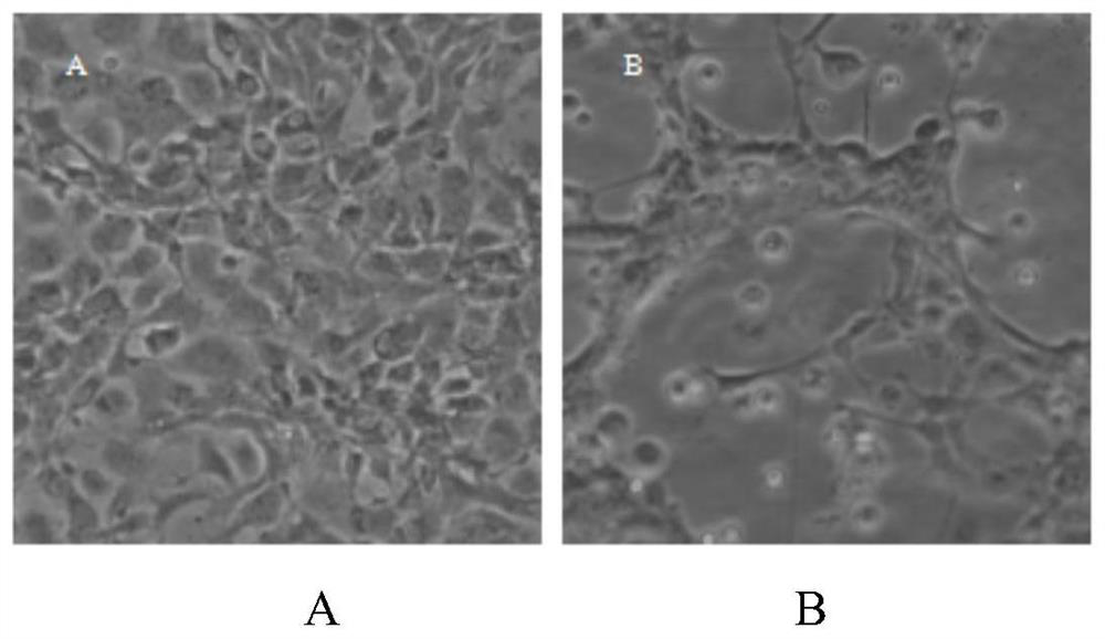 Salmon trout ihnv monoclonal antibody and its detection kit and application