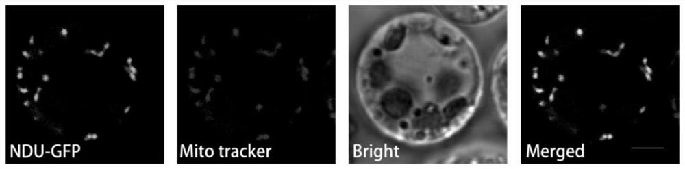 Rice thioredoxinase gene osndu, protein, vector, host cell, molecular marker method and application