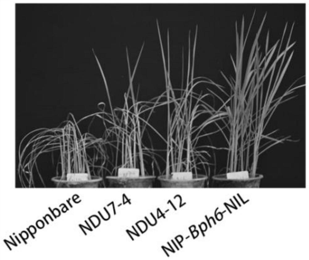 Rice thioredoxinase gene osndu, protein, vector, host cell, molecular marker method and application