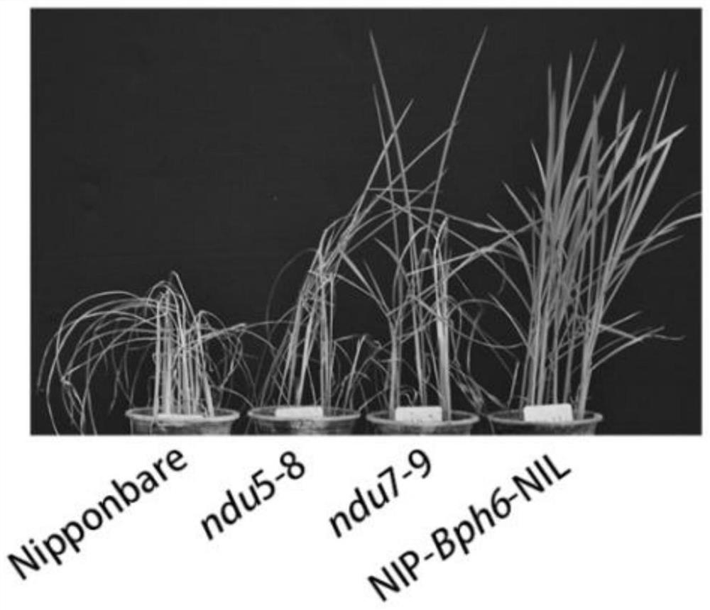 Rice thioredoxinase gene osndu, protein, vector, host cell, molecular marker method and application