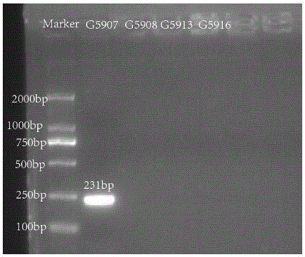 Nucleotide specific to hafinia alvei G5907, G5908, G5913 and G5916, and application of nucleotide