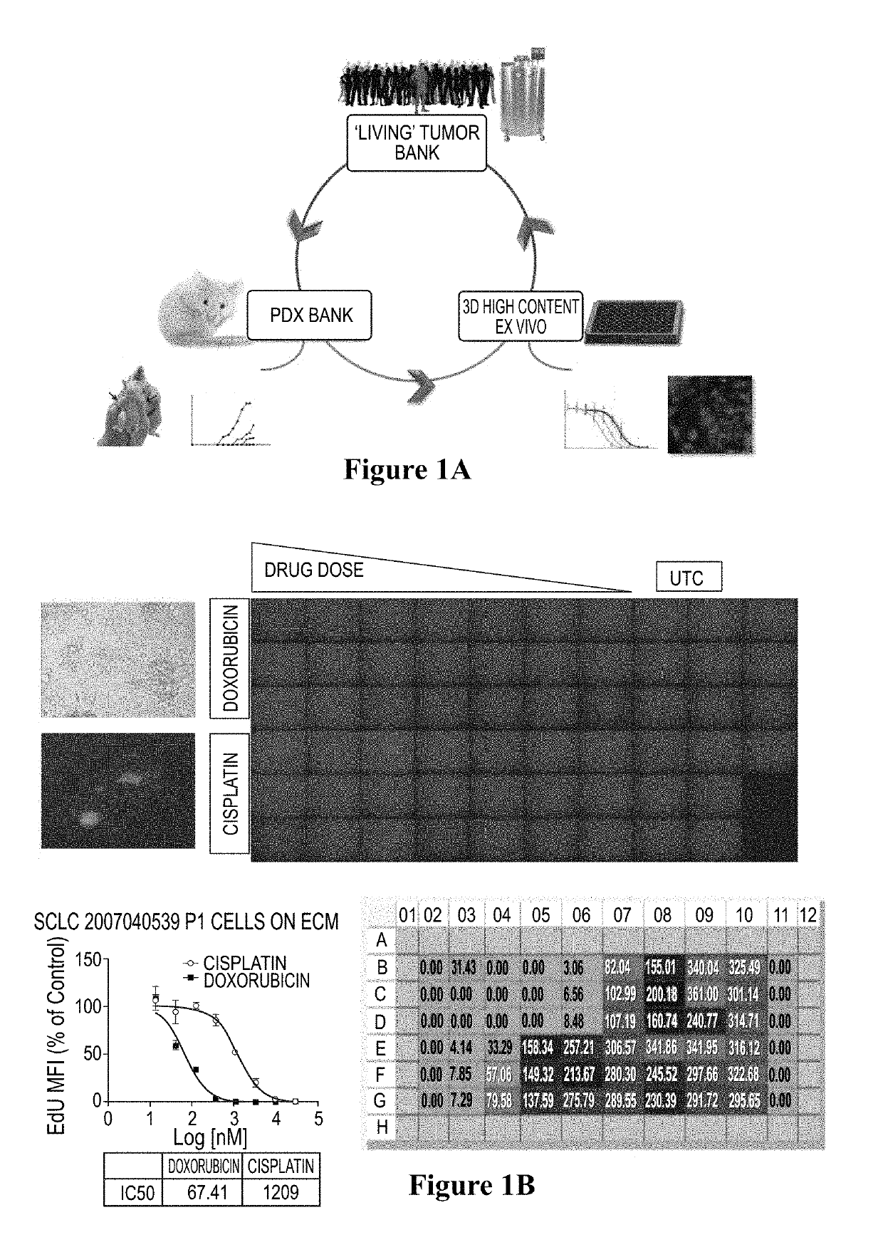 3D cell culture and ex vivo drug testing methods