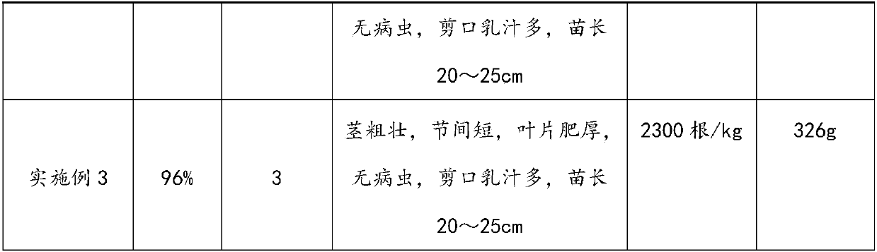 Method for cultivating miniature sweet potato seedlings