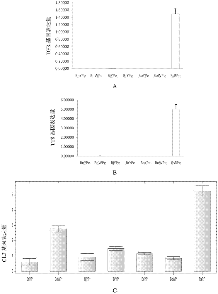 Application of interfering lcyb and lcye expression and overexpressing egl3 in preparing Brassica plants with red petals