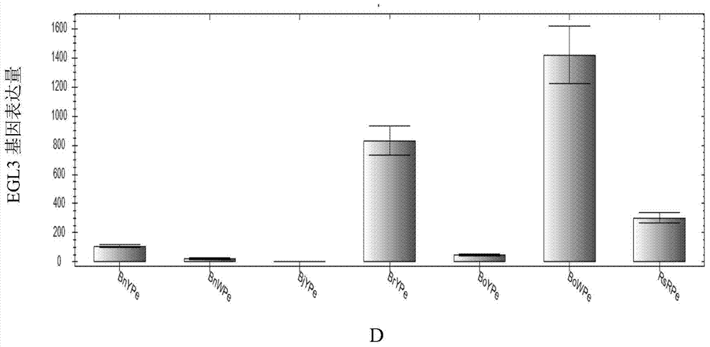 Application of interfering lcyb and lcye expression and overexpressing egl3 in preparing Brassica plants with red petals