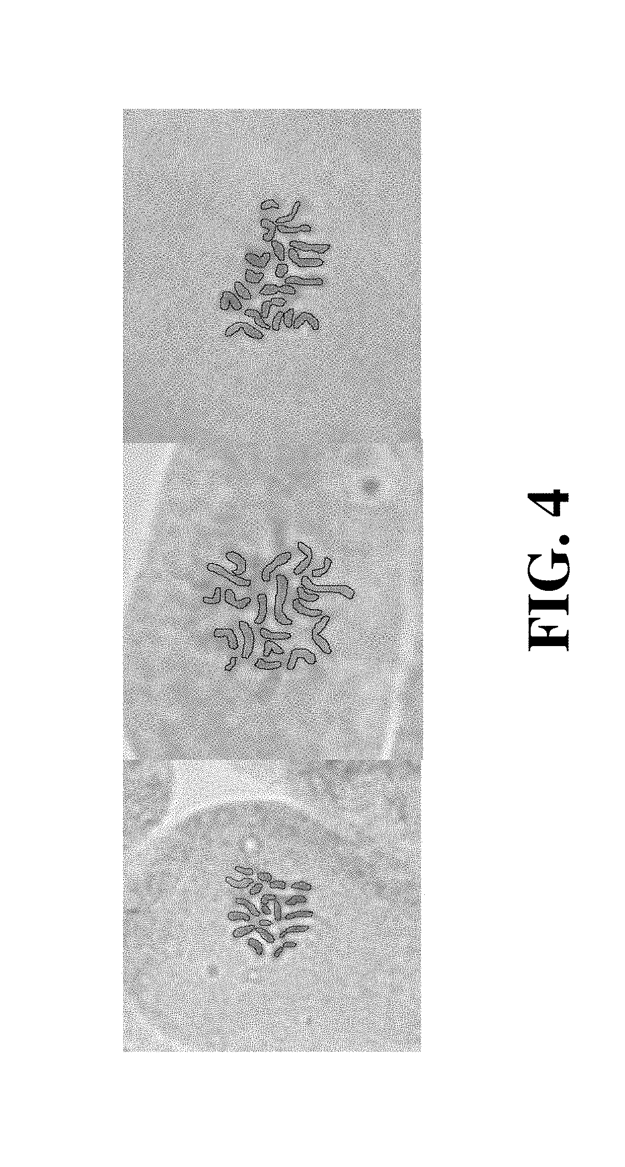 Methods for inducing polyploidy in cannabis