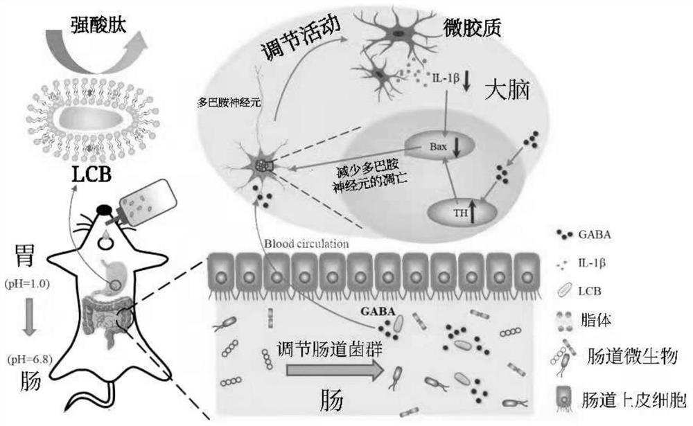 Nano armored protective single-cell product for treating Parkinson's disease through bacteria and preparation method thereof