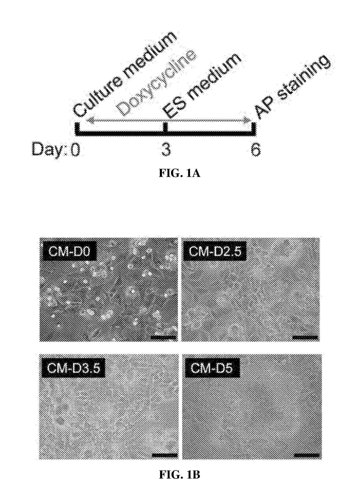 A therapeutic gene cocktail for heart regeneration