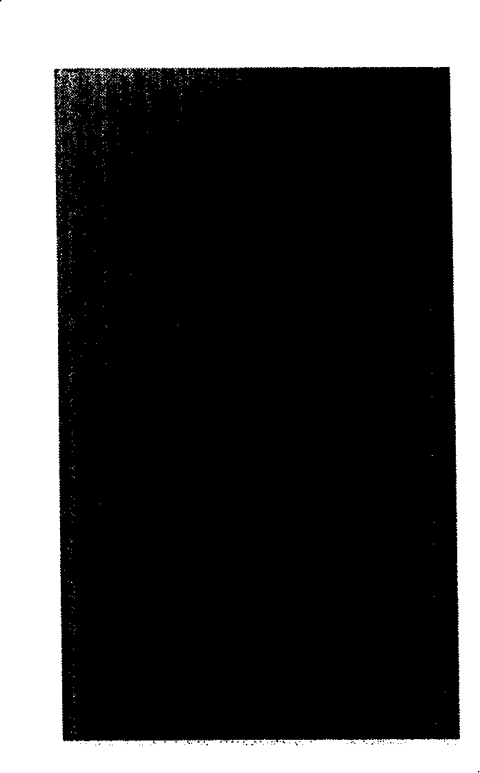 Application of polygonatum cyrtonema Hua. Lectin II protein in medicine preparation for treating or preventing AIDS