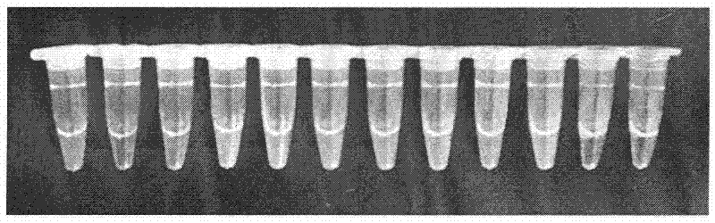 Rapid diagnostic reagent kit of legionella pneumophilia genes based on loop-mediated isothermal amplification technique and detecting method thereof