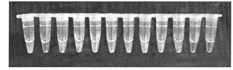 Rapid diagnostic reagent kit of legionella pneumophilia genes based on loop-mediated isothermal amplification technique and detecting method thereof