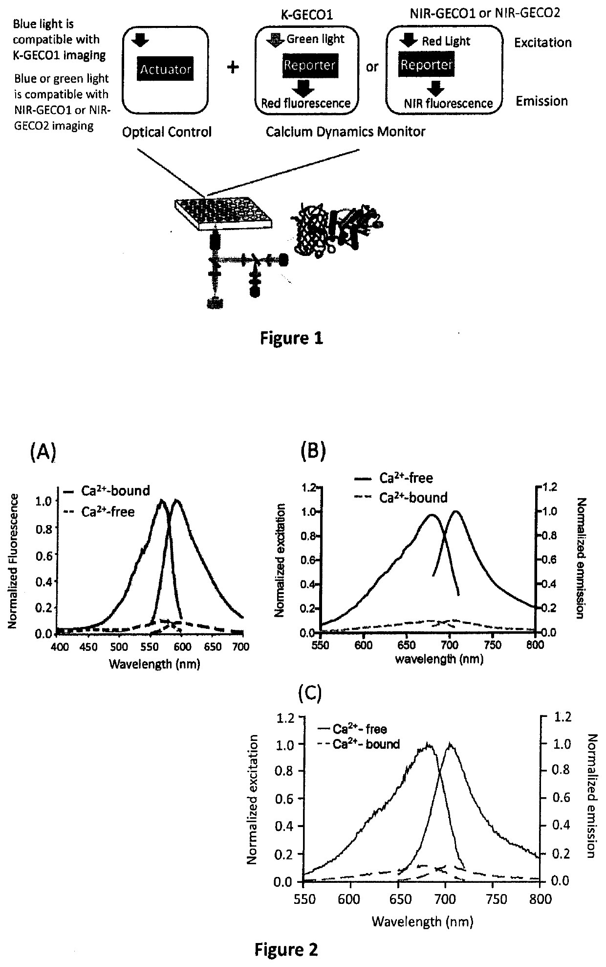 Genetically encoded fluorescent indicators under optogenetic control and uses thereof