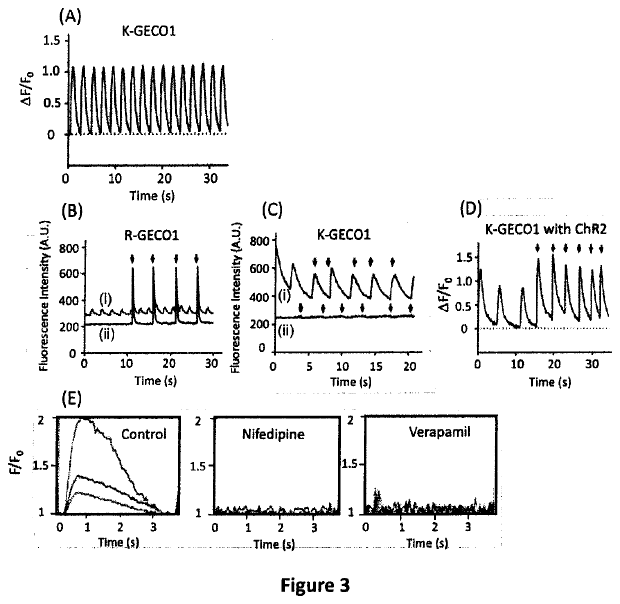 Genetically encoded fluorescent indicators under optogenetic control and uses thereof