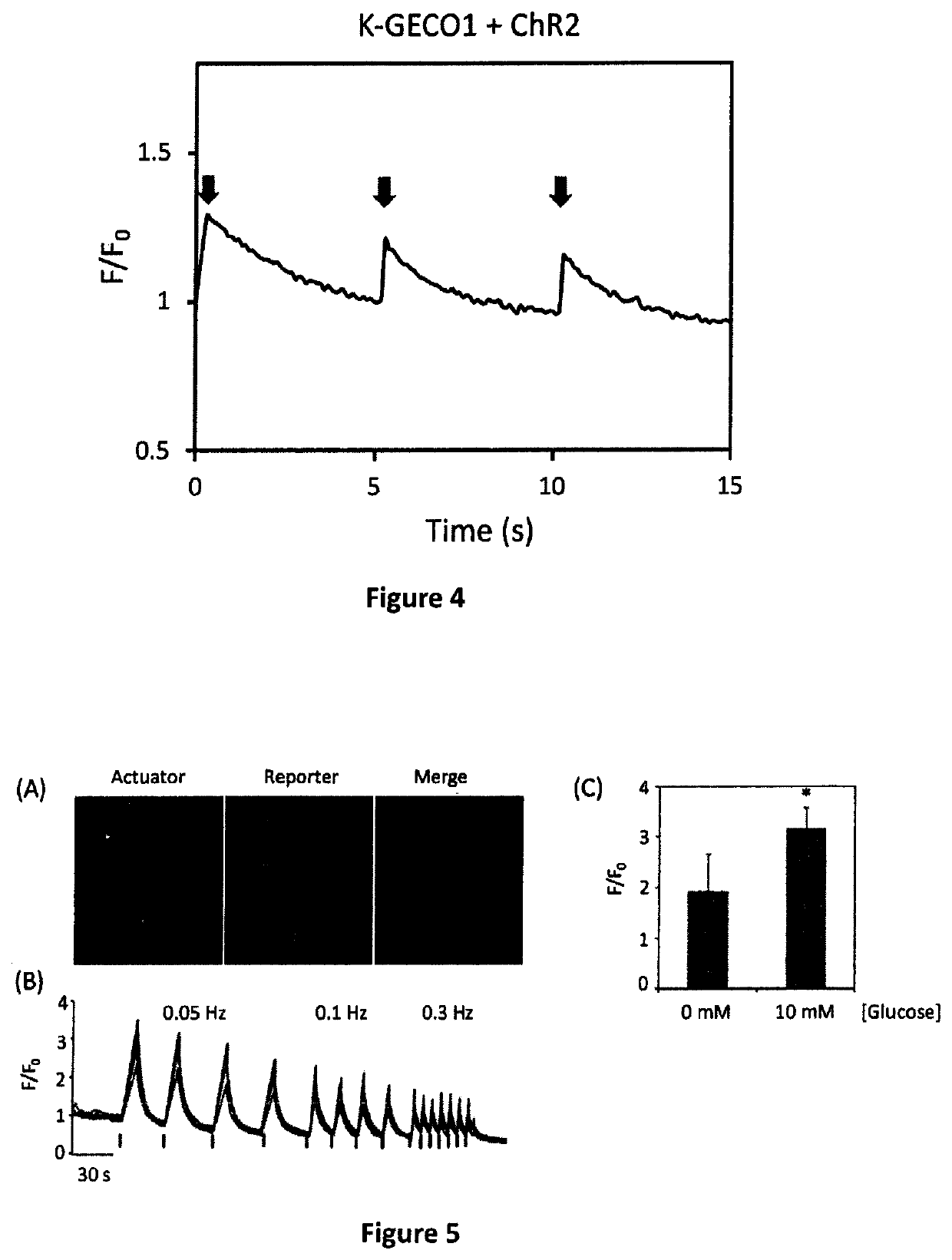 Genetically encoded fluorescent indicators under optogenetic control and uses thereof