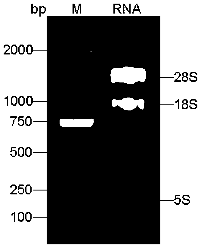 Agilawood sesquiterpenoid synthase protein ASS4 and encoding gene and application thereof