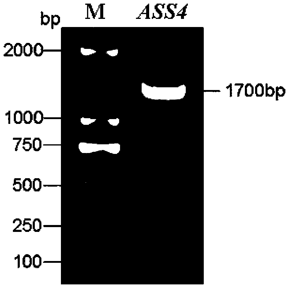 Agilawood sesquiterpenoid synthase protein ASS4 and encoding gene and application thereof