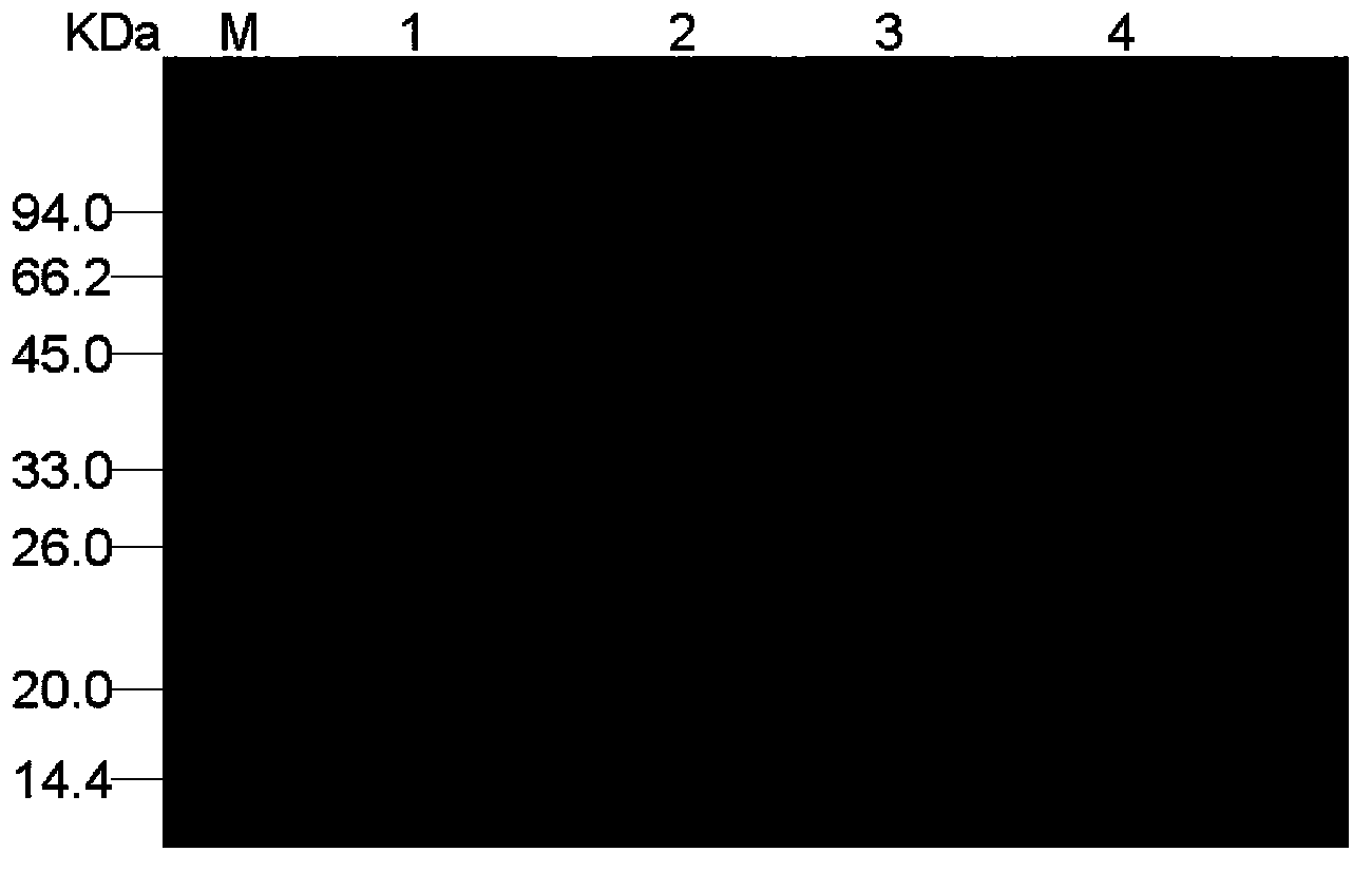 Agilawood sesquiterpenoid synthase protein ASS4 and encoding gene and application thereof