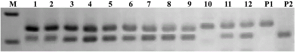 SSR primers and method for purity identification of luffa hybrid seeds