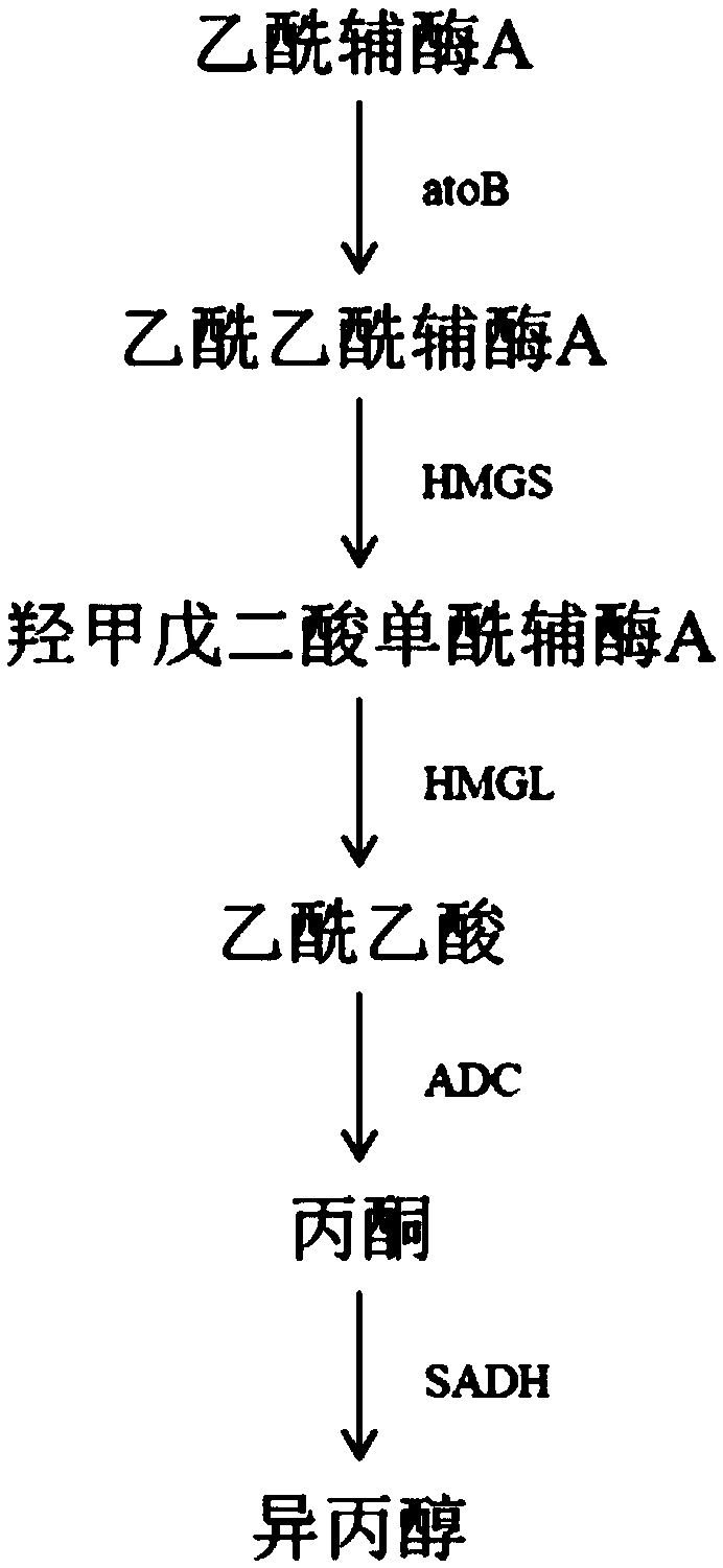 Acetic acid CoA transferase gene-deficient engineered Escherichia coli strain and application thereof