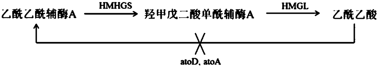 Acetic acid CoA transferase gene-deficient engineered Escherichia coli strain and application thereof