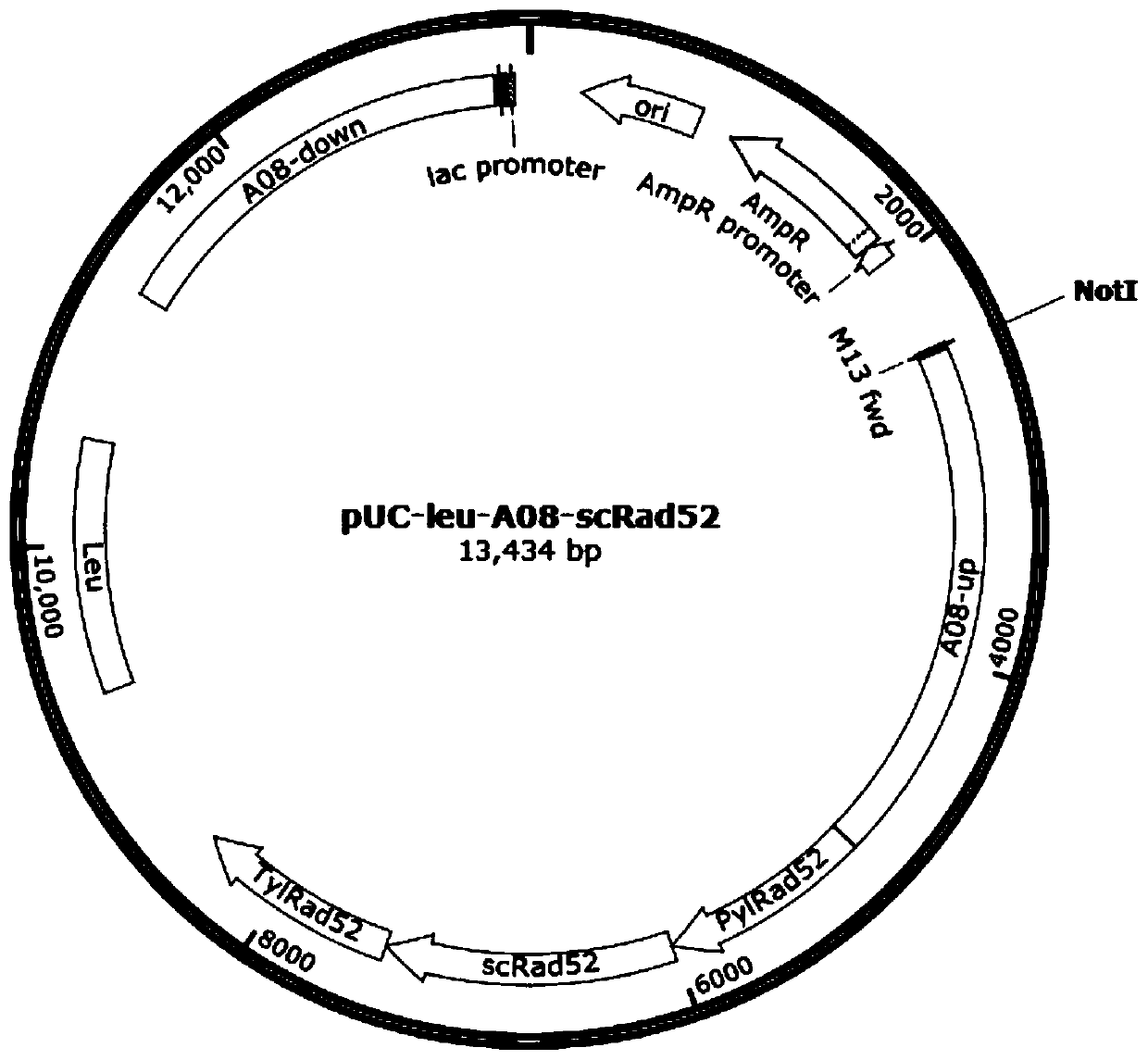 Recombinant yarrowia lipolytica with high homologous recombination efficiency, and construction method and application thereof