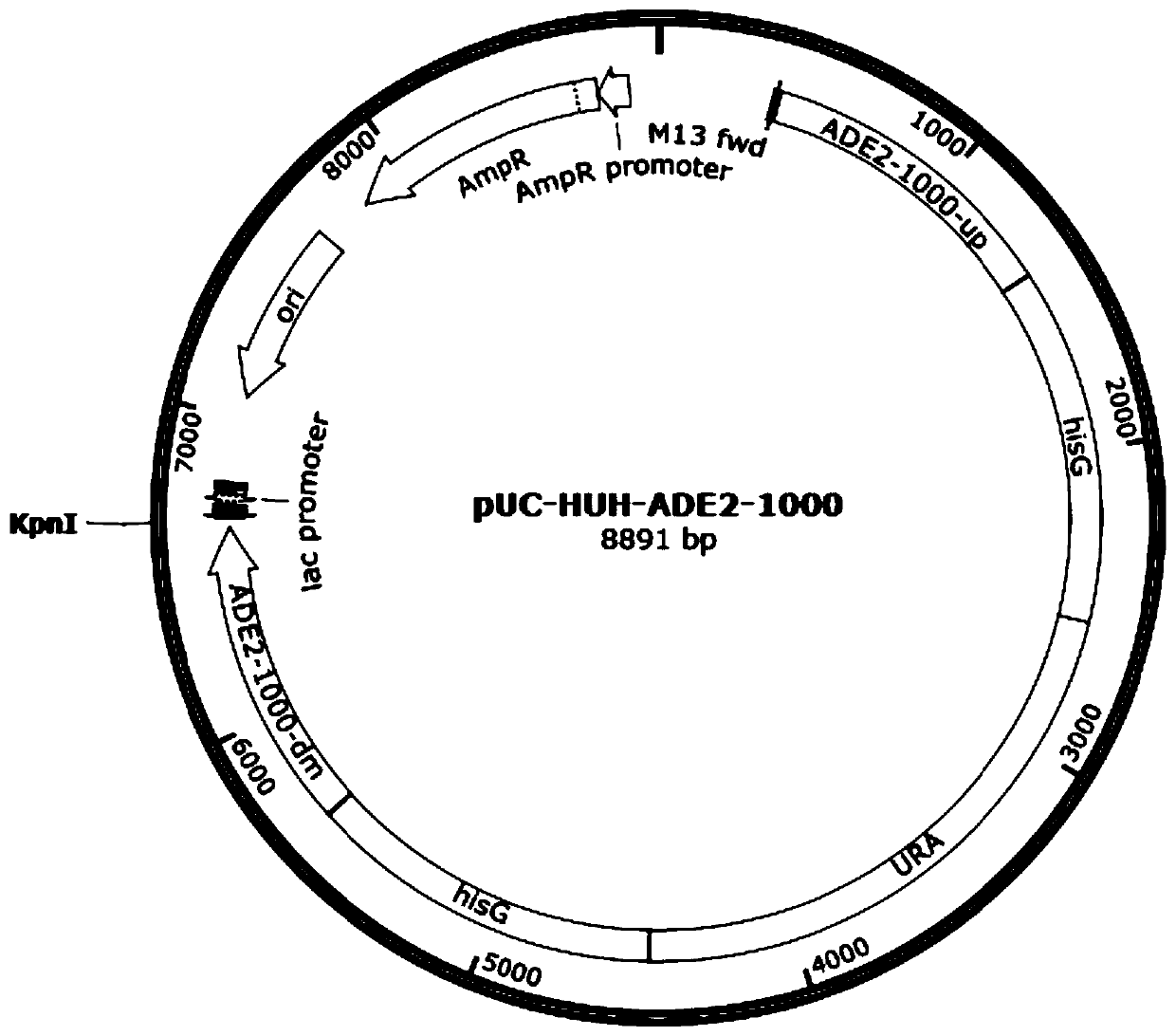 Recombinant yarrowia lipolytica with high homologous recombination efficiency, and construction method and application thereof