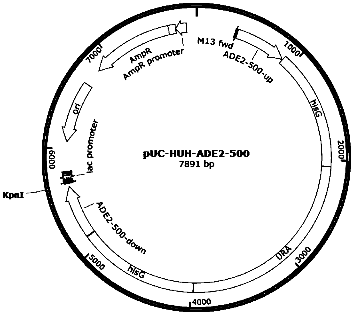 Recombinant yarrowia lipolytica with high homologous recombination efficiency, and construction method and application thereof