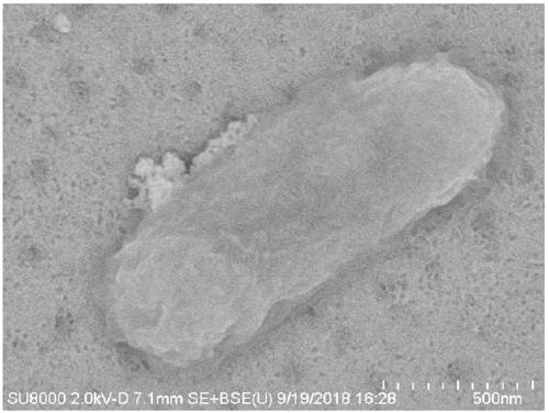 Highly active gellan gum oligosaccharide producing bacteria and use thereof