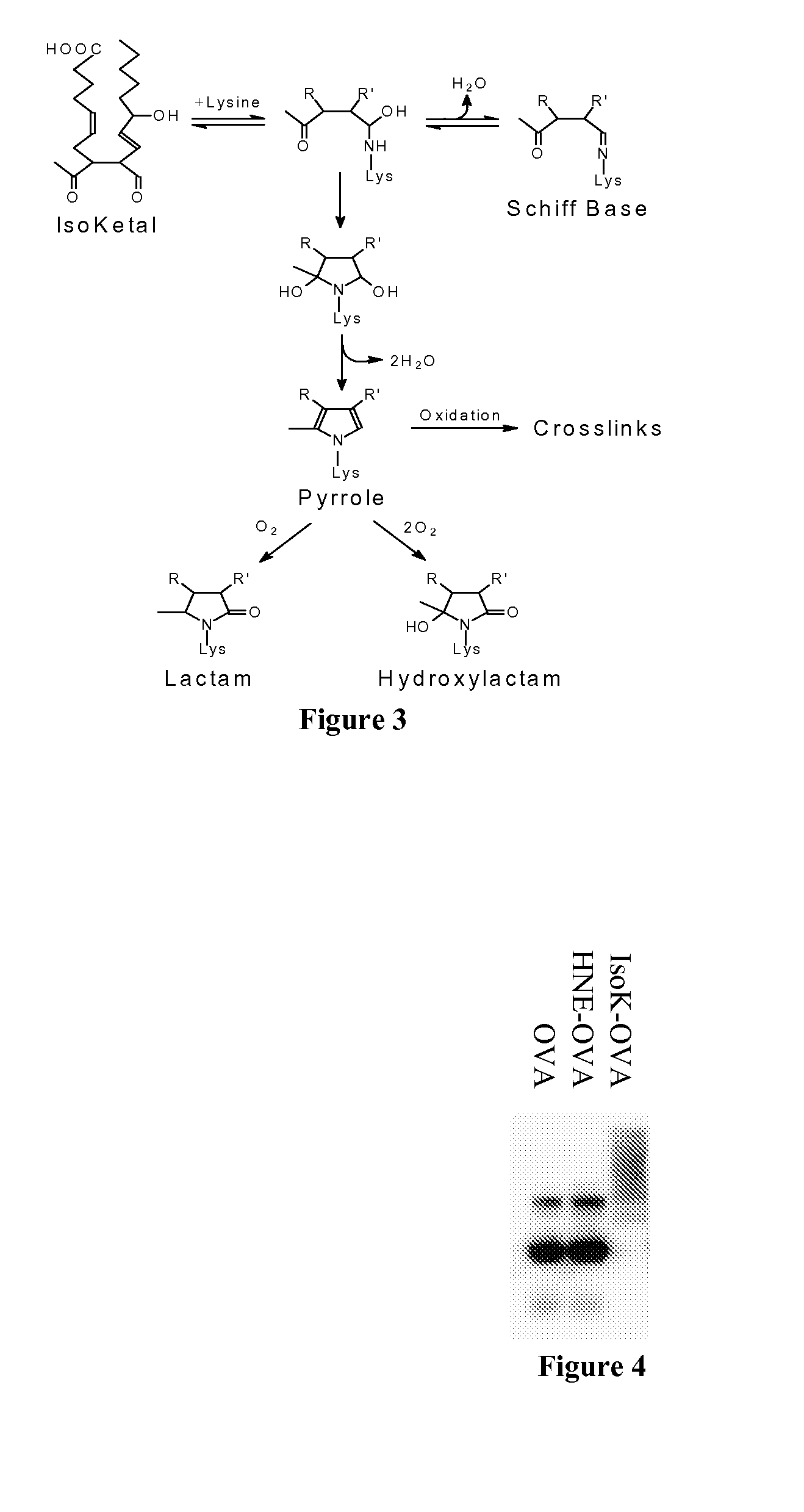 Isoketal scavengers and mitigation of disorders involving oxidative injury