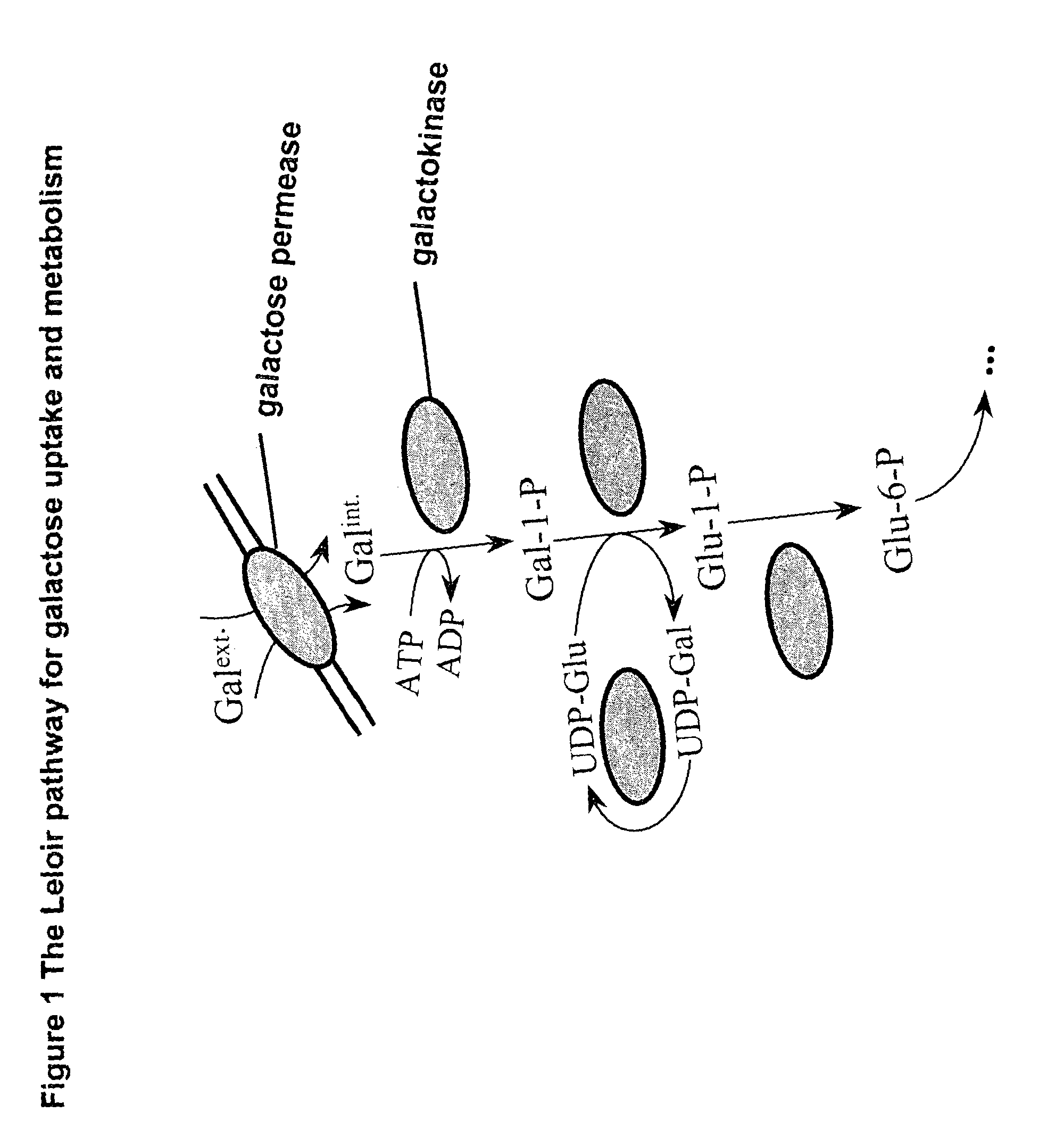 Metabolically engineered micro-organisms having improved galactose uptake