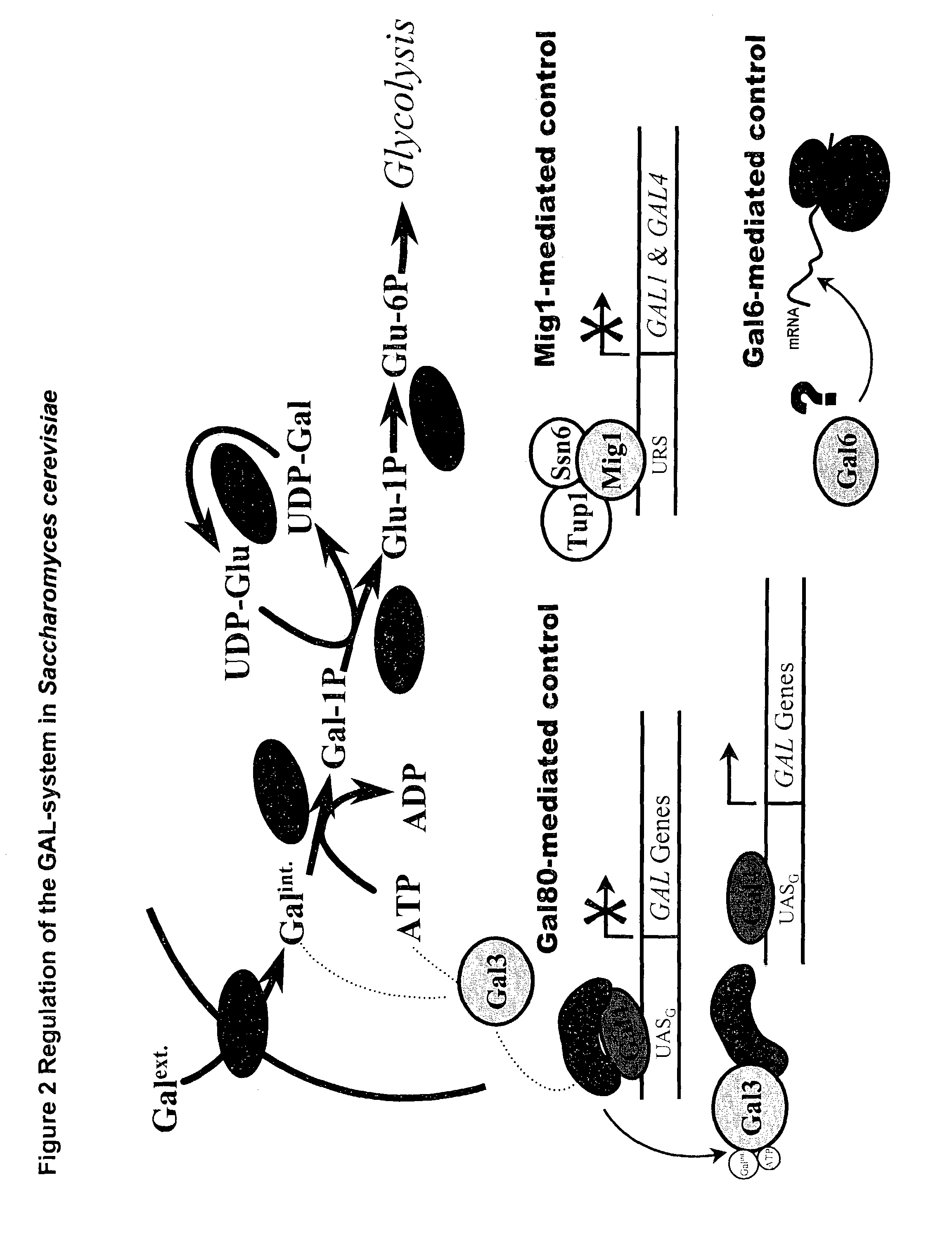 Metabolically engineered micro-organisms having improved galactose uptake