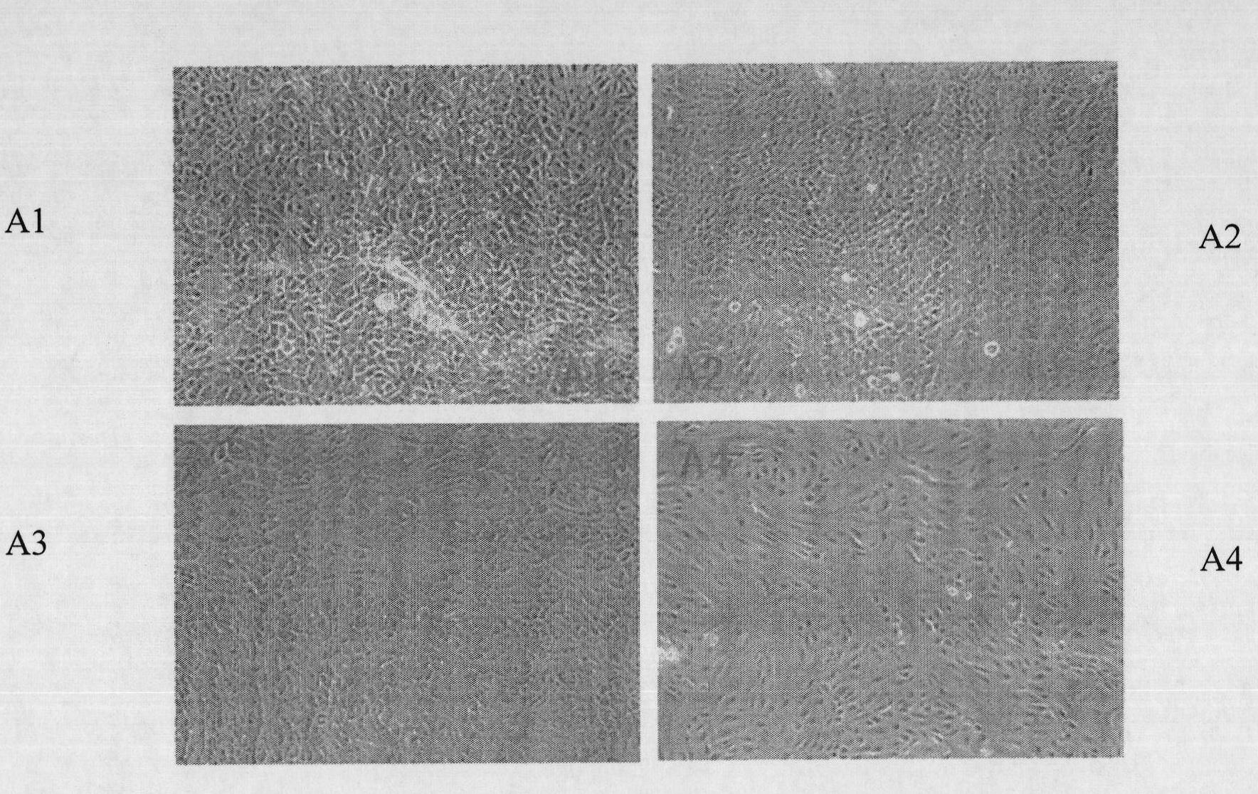 Preservation method of ruminant mammary gland epithelial cells