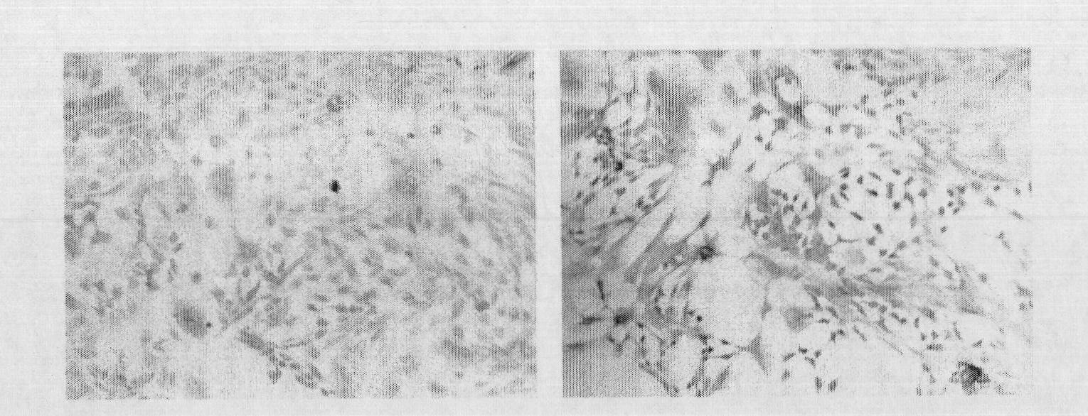 Preservation method of ruminant mammary gland epithelial cells