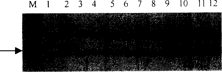 Method of selecting and breeding wheat seed capable of resisting powdery mildow stripe rust and yellow dwarf disease