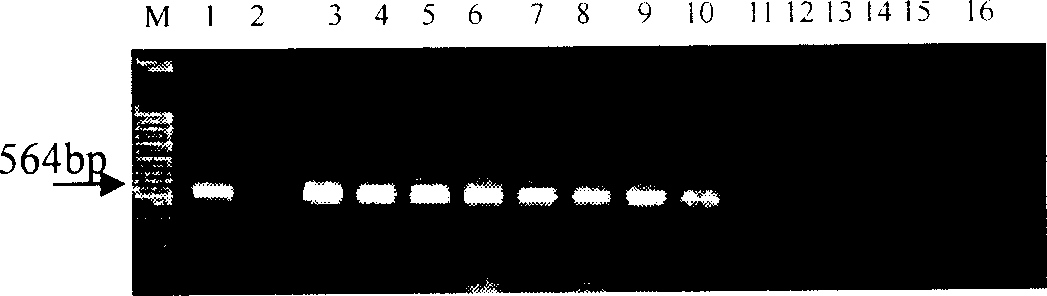 Method of selecting and breeding wheat seed capable of resisting powdery mildow stripe rust and yellow dwarf disease