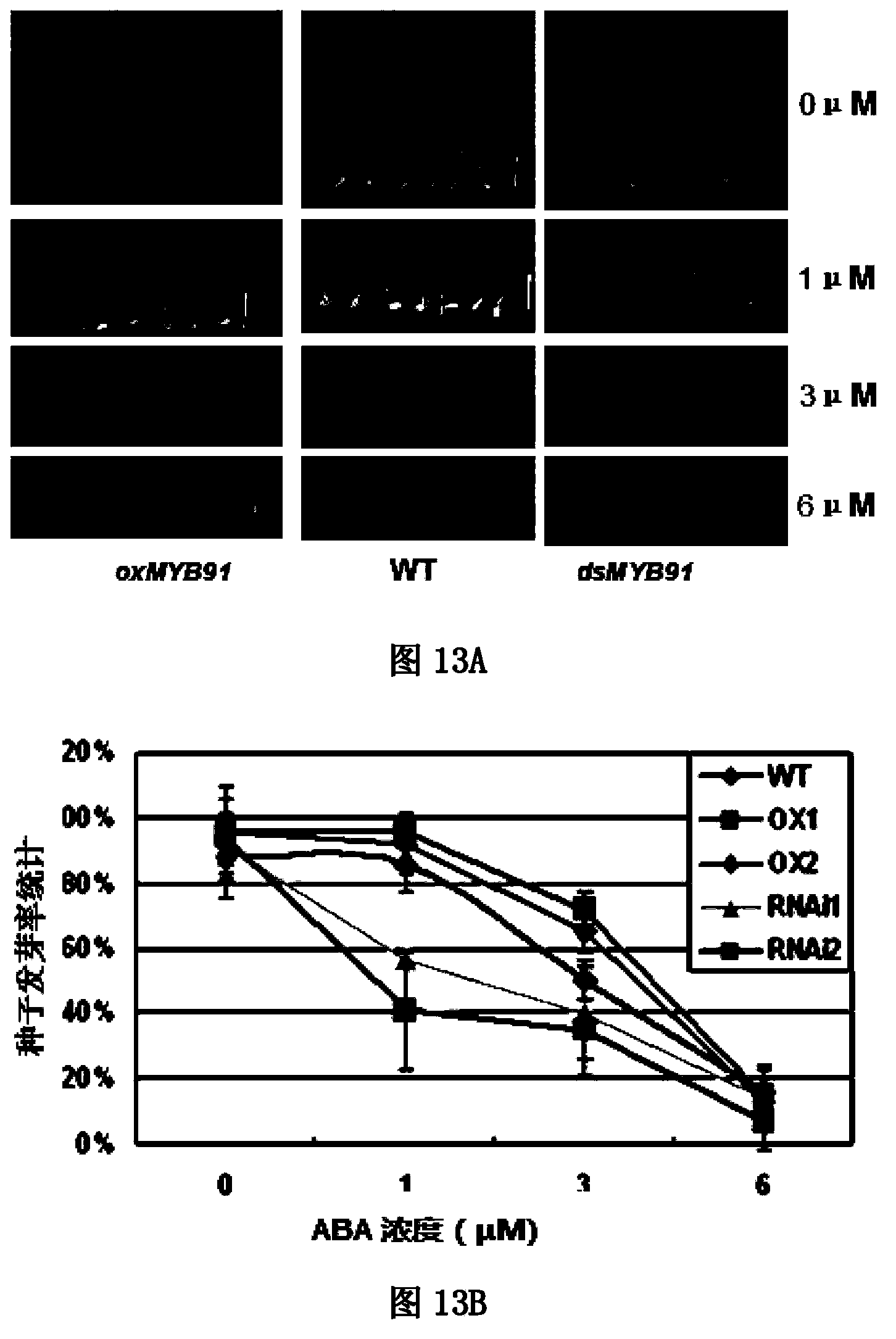 Application of OsMYB91 transcription factor in rice growth and stress-tolerance