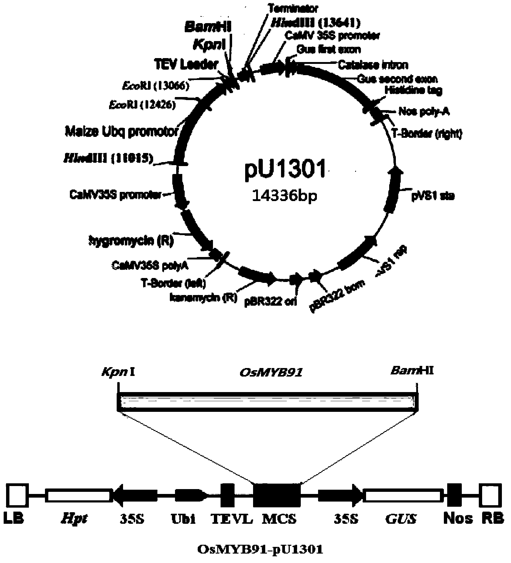 Application of OsMYB91 transcription factor in rice growth and stress-tolerance