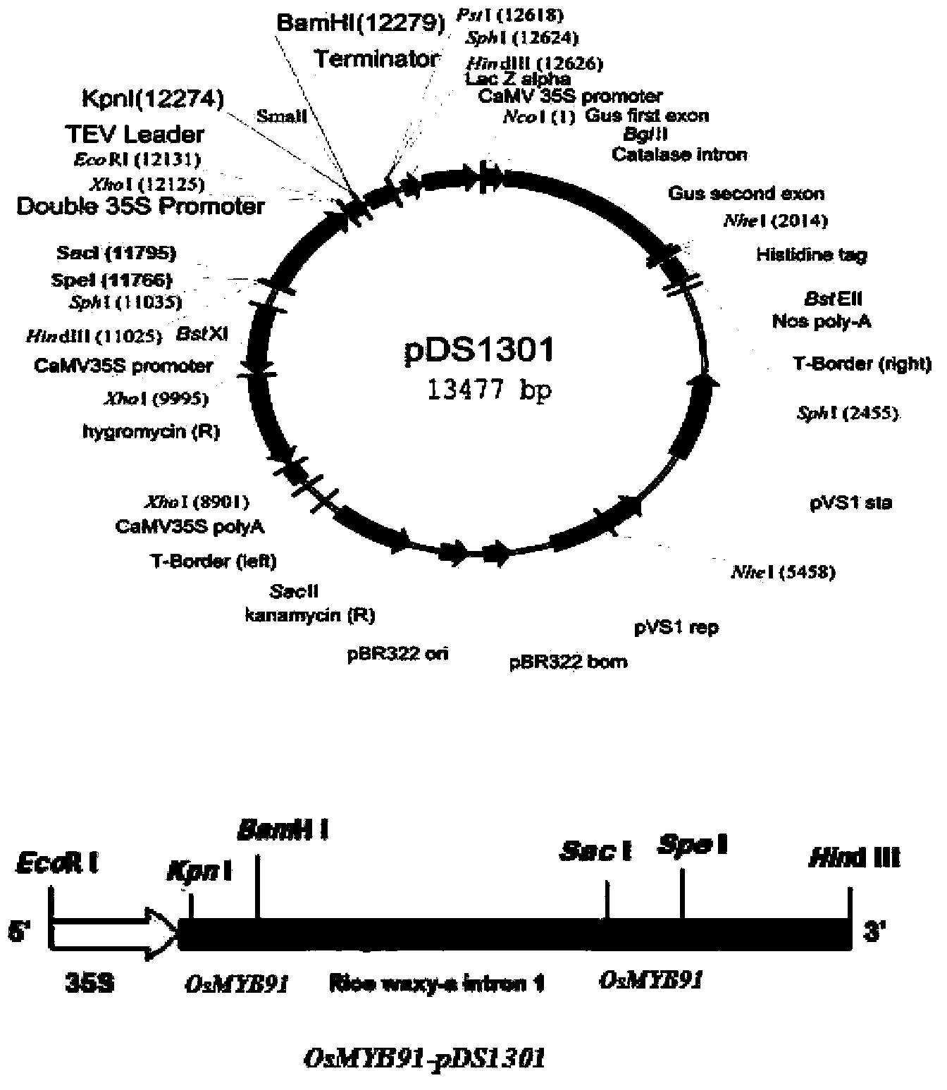 Application of OsMYB91 transcription factor in rice growth and stress-tolerance