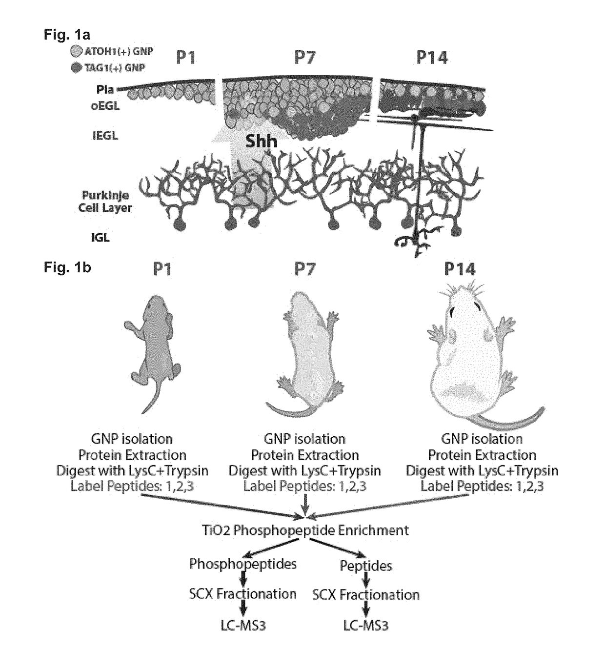 Compositions and methods for treating medulloblastoma