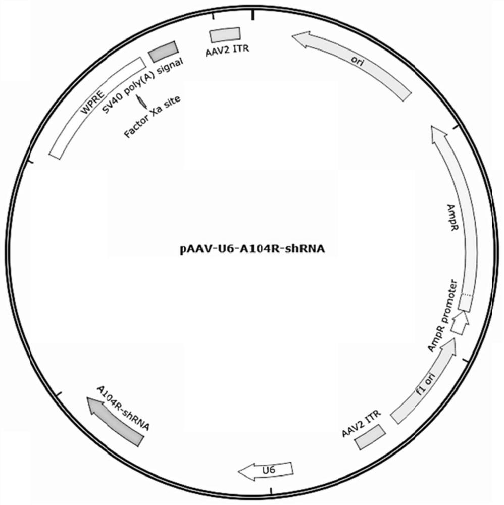 Shrna for inhibiting the replication of African swine fever virus and its use