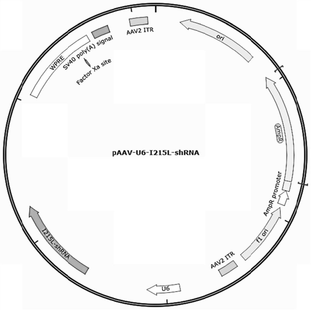 Shrna for inhibiting the replication of African swine fever virus and its use