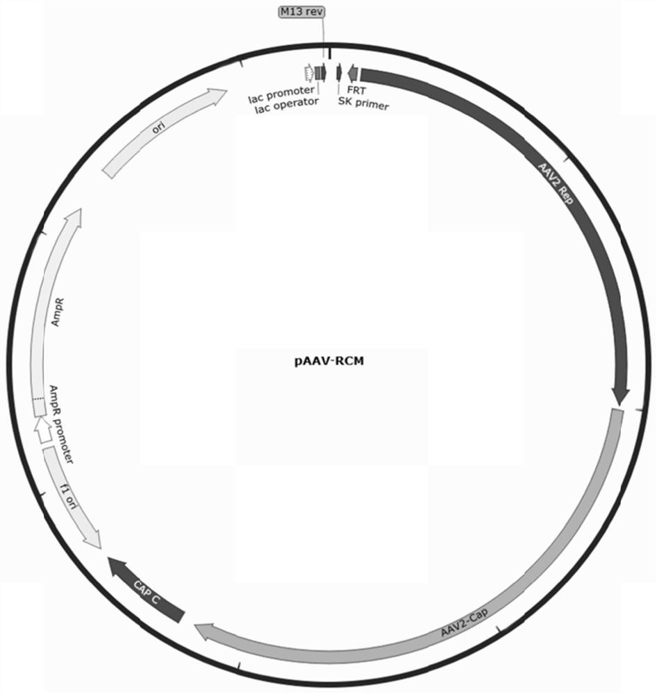 Shrna for inhibiting the replication of African swine fever virus and its use