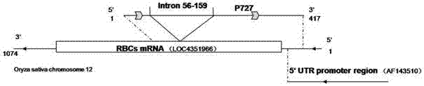 Photoinduced promoter gene and application thereof