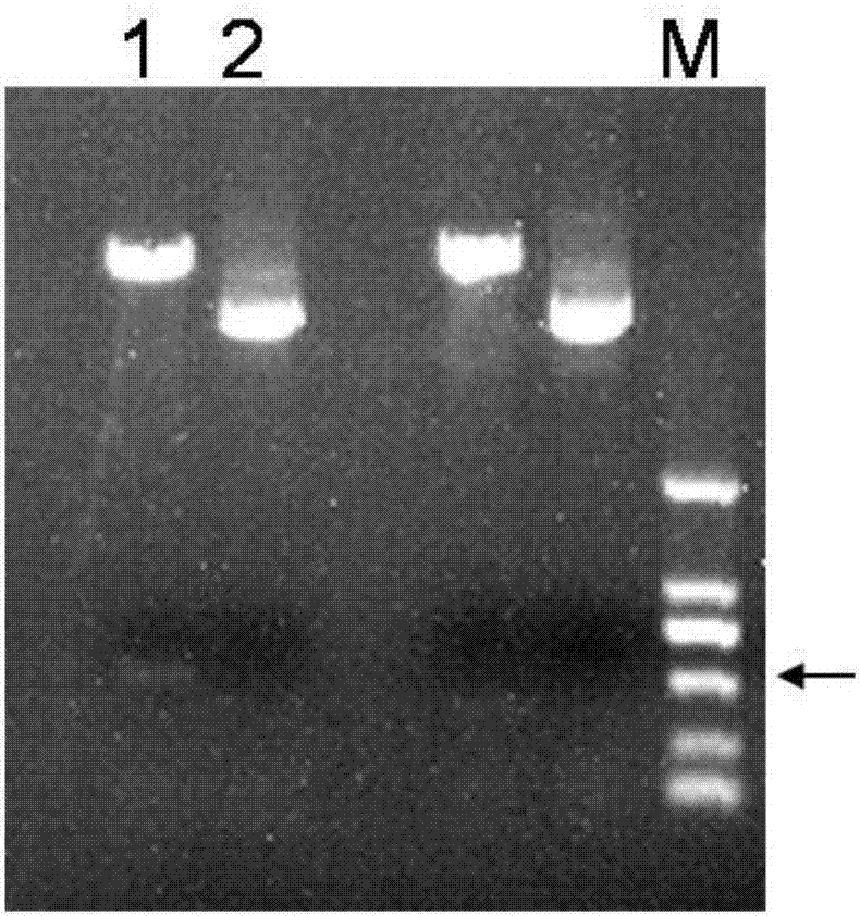 Photoinduced promoter gene and application thereof